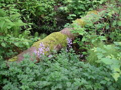 Hyacinthoides hispanica
