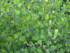 Lycium boerhaviifolium