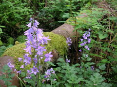Hyacinthoides hispanica