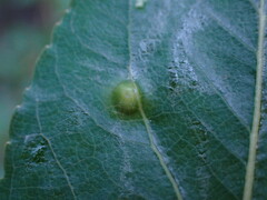 Phyllocoptes didelphis