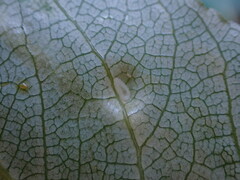 Phyllocoptes didelphis