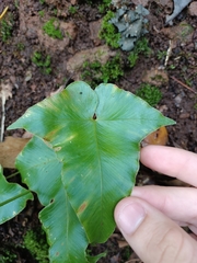 Asplenium hemionitis