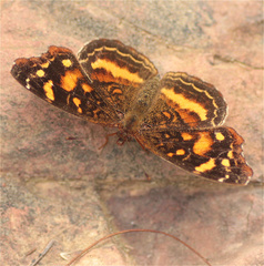 Anthanassa drusilla