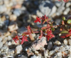 Centrostegia thurberi
