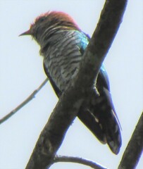 Chrysococcyx maculatus