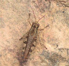 Baeacris