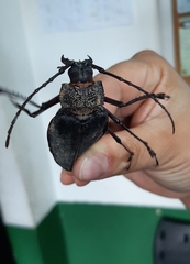 Ctenoscelis acanthopus