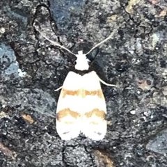 Chezala brachypepla