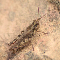 Baeacris