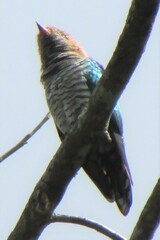 Chrysococcyx maculatus