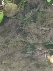 Poeciliidae