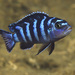 Cichlidae - Photo (c) Ad Konings, μερικά δικαιώματα διατηρούνται (CC BY-NC), uploaded by Ad Konings