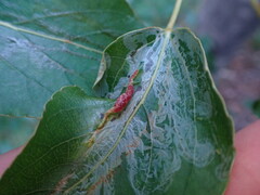 Thecabius populimonilis