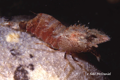 Spirontocaris lamellicornis