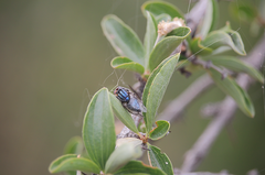 Compsomyiops fulvicrura