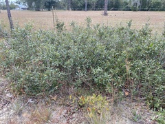 Quercus pumila