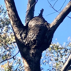 Nasutitermes walkeri