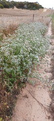 Limonium lobatum