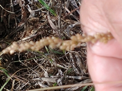 Chascolytrum subaristatum