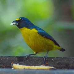 Euphonia chalybea