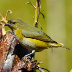 Euphonia chlorotica