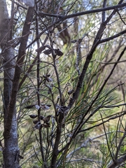 Hakea microcarpa