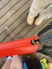 Paropsisterna sexpustulata