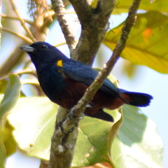 Euphonia pectoralis