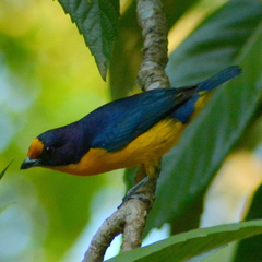 Euphonia violacea