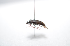 Melandryidae