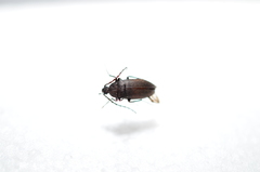 Melandryidae