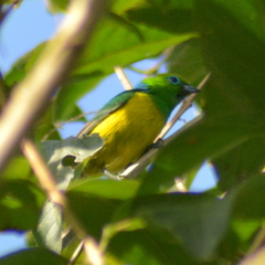 Chlorophonia cyanea