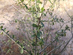 Adelia brandegeei