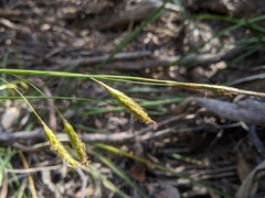 Carex iynx
