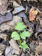 Xanthorhiza simplicissima