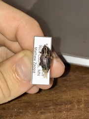 Sphenophorus australis