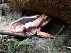 Rhinella icterica