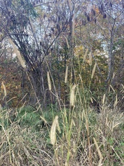 Setaria pumila