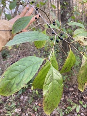 Chionanthus virginicus
