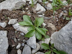 Erigeron philadelphicus