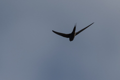 Cypsiurus parvus