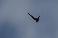 Cypsiurus parvus