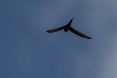 Cypsiurus parvus