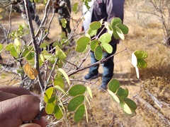 Erythrostemon pannosus