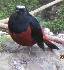 Phoenicurus leucocephalus