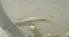 Atheriniformes