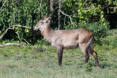 Kobus ellipsiprymnus defassa