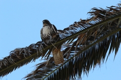 Buteo jamaicensis