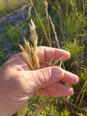 Bromus auleticus
