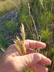 Bromus auleticus